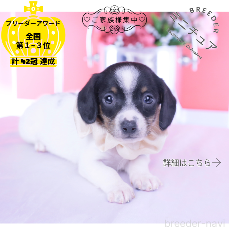 販売中の愛知県のミニチュアダックスフンド(スムースヘアード)-440891の1枚目