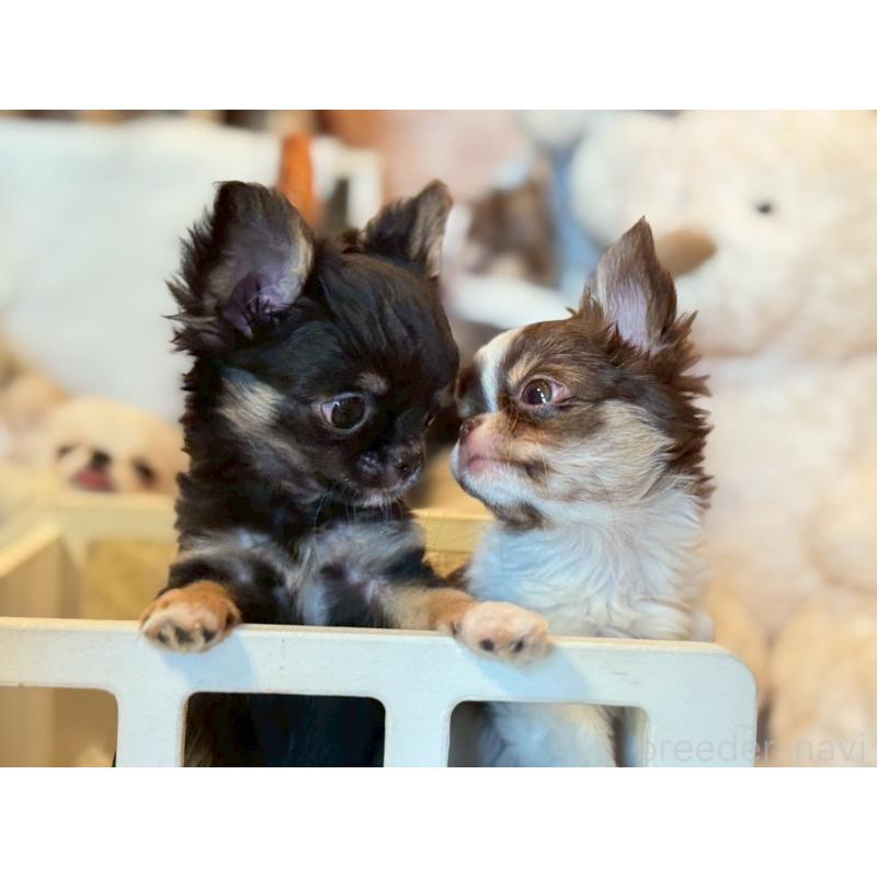 販売中の福岡県のチワワ(ロングコート)-440889の2枚目