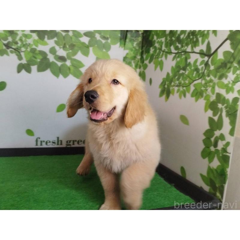 販売中の三重県のゴールデンレトリーバー-436295の5枚目