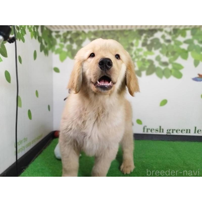 販売中の三重県のゴールデンレトリーバー-436295の4枚目