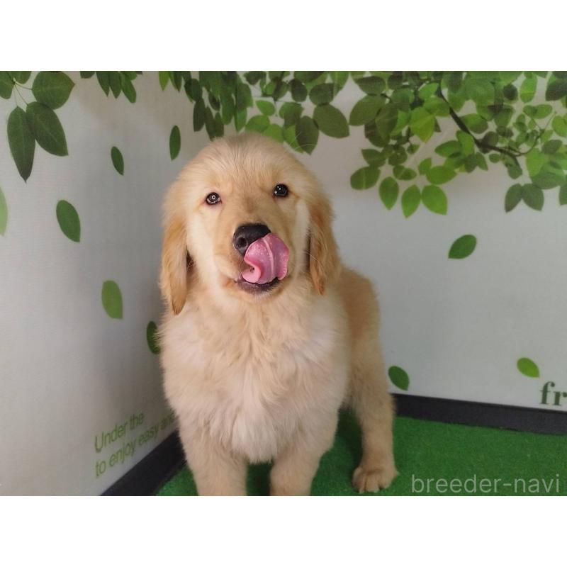 販売中の三重県のゴールデンレトリーバー-436295の3枚目