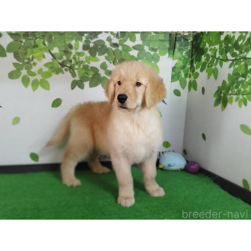 販売中の三重県のゴールデンレトリーバー-436294の5枚目