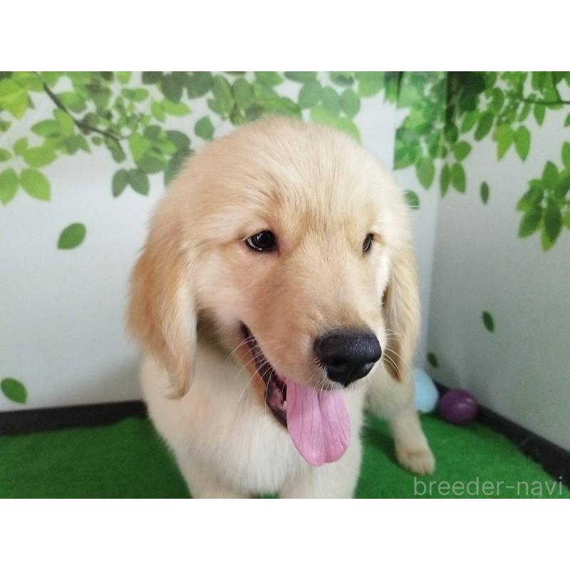 販売中の三重県のゴールデンレトリーバー-436294の4枚目