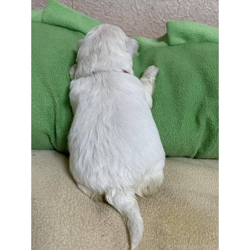 販売中の滋賀県のミックス犬-440894の5枚目