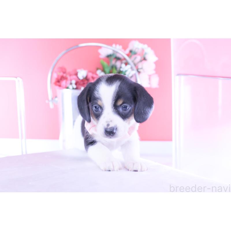 販売中の愛知県のミニチュアダックスフンド(スムースヘアード)-440895の11枚目