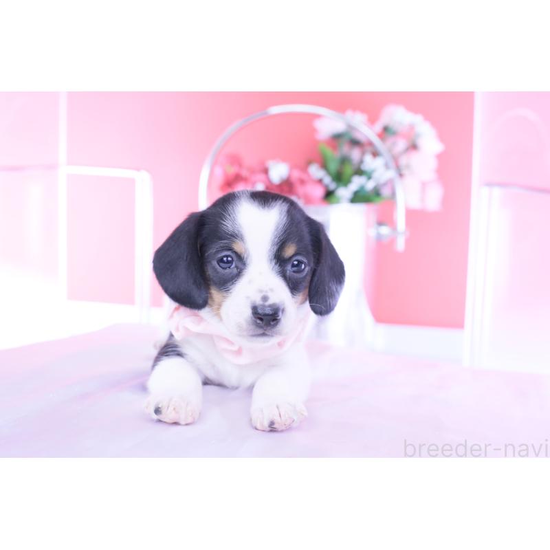 販売中の愛知県のミニチュアダックスフンド(スムースヘアード)-440895の9枚目