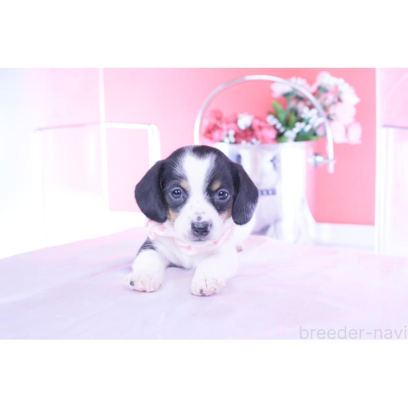 販売中の愛知県のミニチュアダックスフンド(スムースヘアード)-440895の8枚目