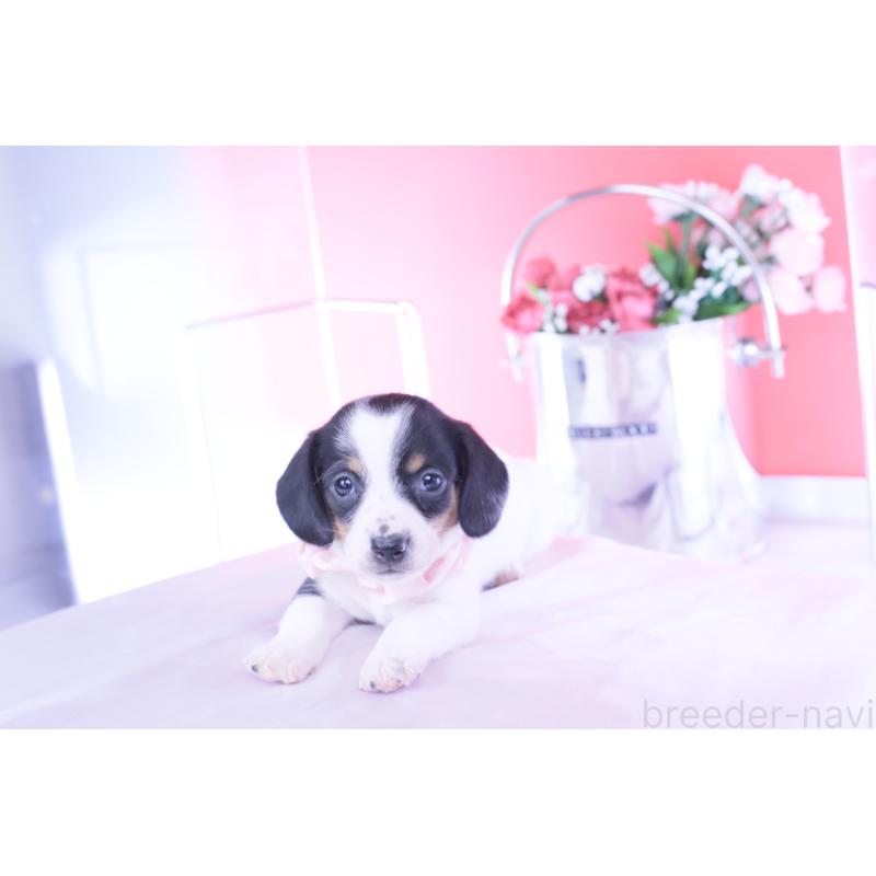 販売中の愛知県のミニチュアダックスフンド(スムースヘアード)-440895の7枚目