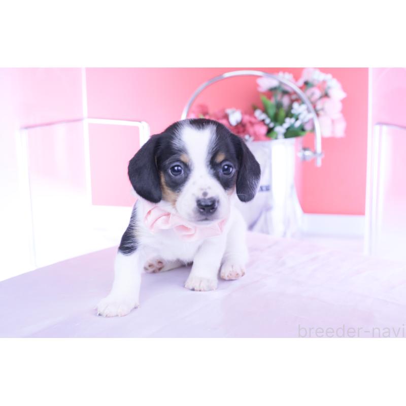 販売中の愛知県のミニチュアダックスフンド(スムースヘアード)-440895の4枚目