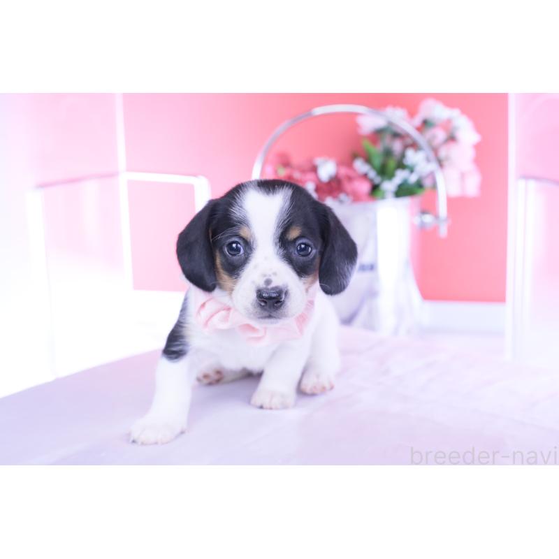 販売中の愛知県のミニチュアダックスフンド(スムースヘアード)-440895の3枚目