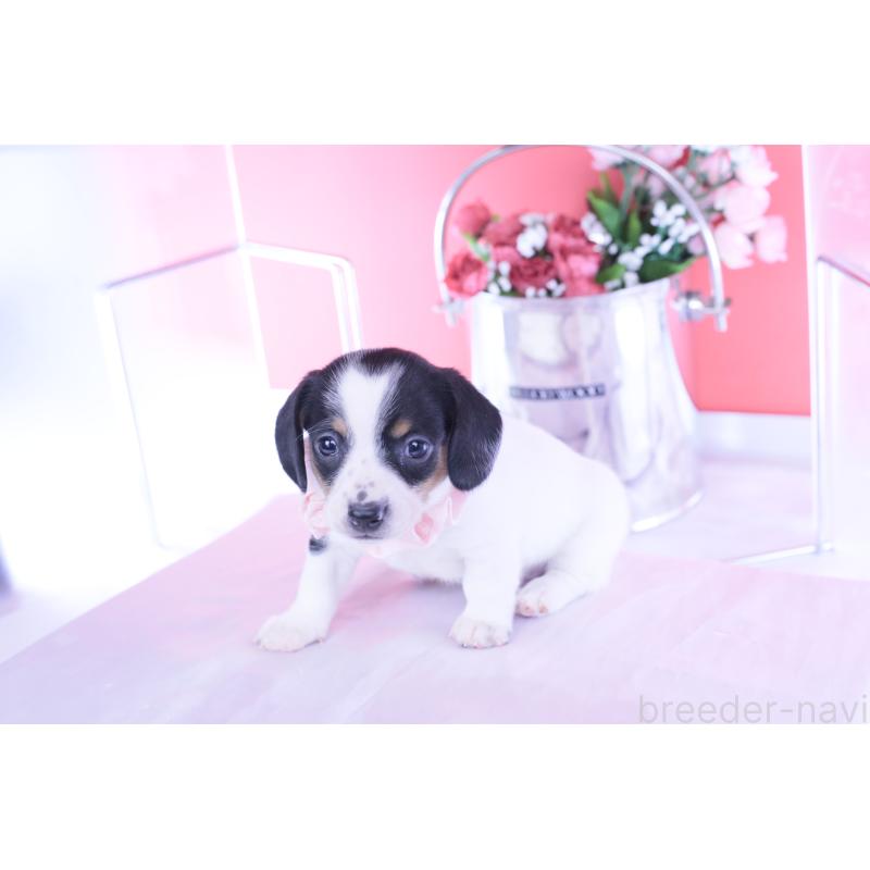 販売中の愛知県のミニチュアダックスフンド(スムースヘアード)-440895の2枚目