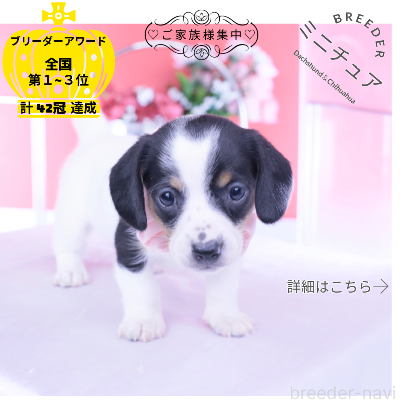 販売中の愛知県のミニチュアダックスフンド(スムースヘアード)-440895の1枚目