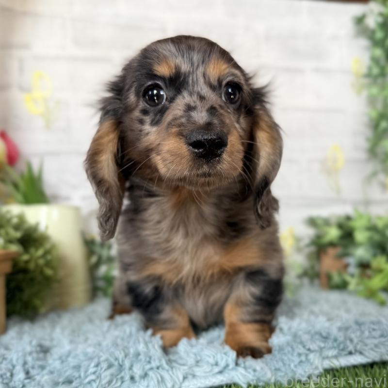 販売中の埼玉県のミニチュアダックスフンド(ロングヘアード)-439246の7枚目