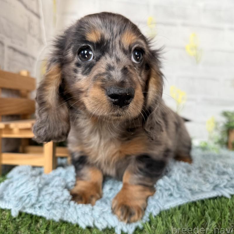 販売中の埼玉県のミニチュアダックスフンド(ロングヘアード)-439246の5枚目