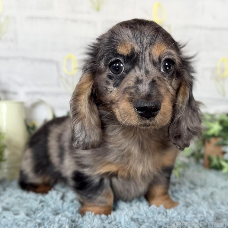 販売中の埼玉県のミニチュアダックスフンド(ロングヘアード)-439246の4枚目