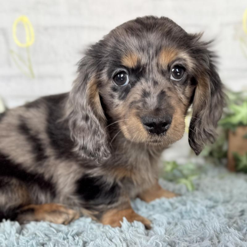 販売中の埼玉県のミニチュアダックスフンド(ロングヘアード)-439246