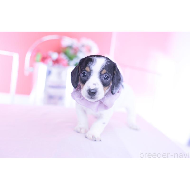 販売中の愛知県のミニチュアダックスフンド(スムースヘアード)-440899の10枚目