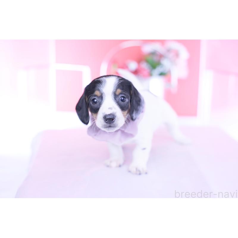 販売中の愛知県のミニチュアダックスフンド(スムースヘアード)-440899の9枚目