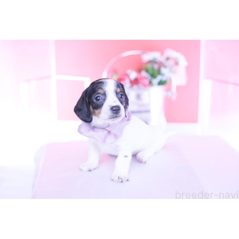 販売中の愛知県のミニチュアダックスフンド(スムースヘアード)-440899の8枚目