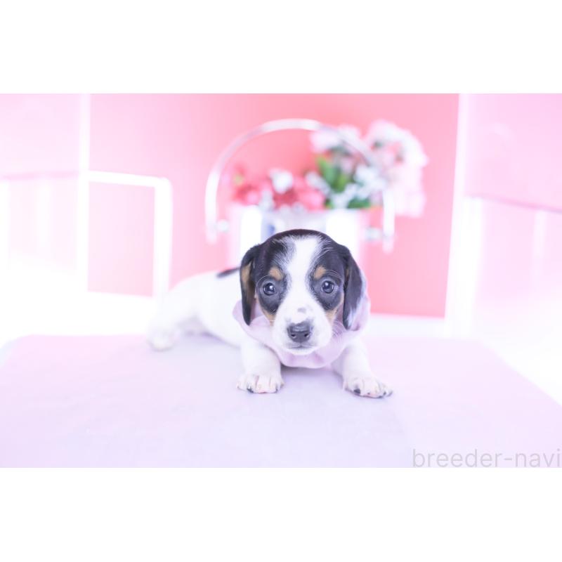 販売中の愛知県のミニチュアダックスフンド(スムースヘアード)-440899の6枚目