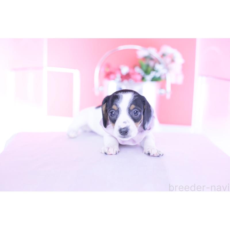 販売中の愛知県のミニチュアダックスフンド(スムースヘアード)-440899の5枚目