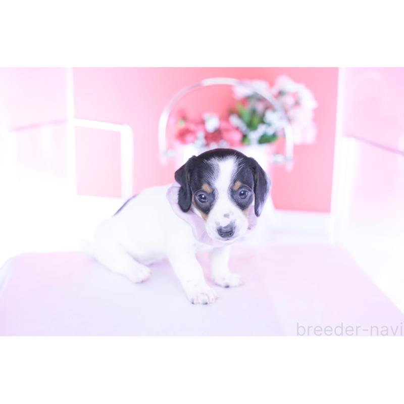 販売中の愛知県のミニチュアダックスフンド(スムースヘアード)-440899の2枚目