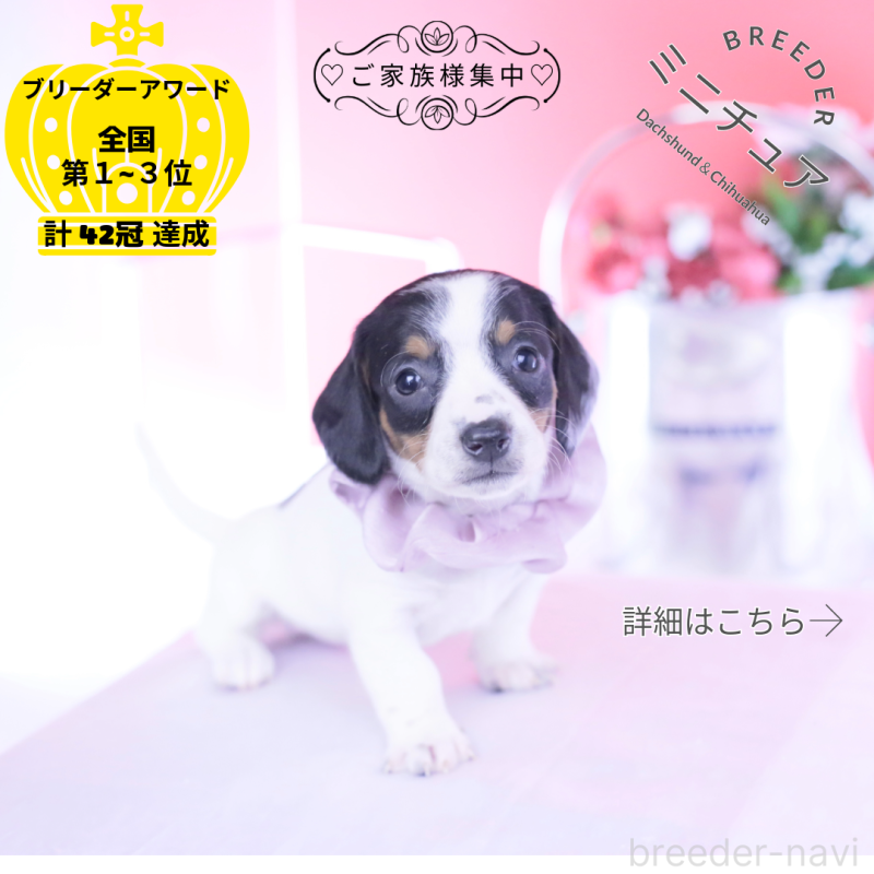 販売中の愛知県のミニチュアダックスフンド(スムースヘアード)-440899