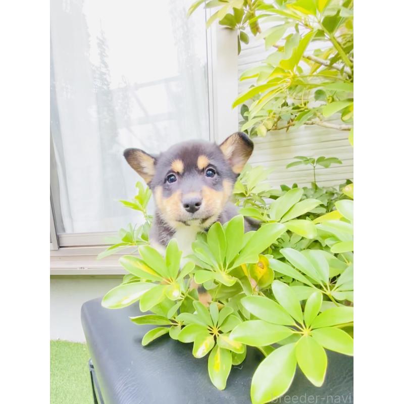 販売中の千葉県のミックス犬-440897