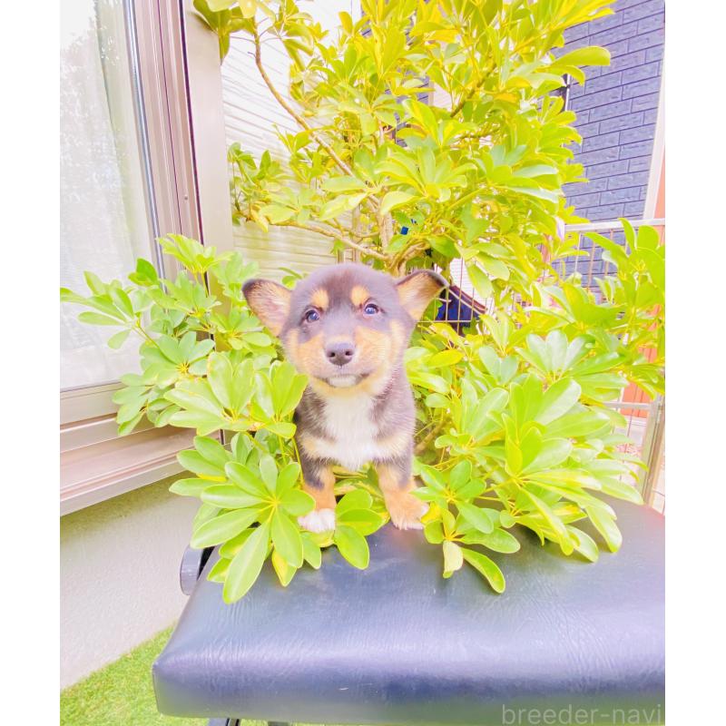 販売中の千葉県のミックス犬-440897の5枚目