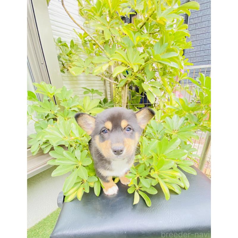 販売中の千葉県のミックス犬-440897の4枚目