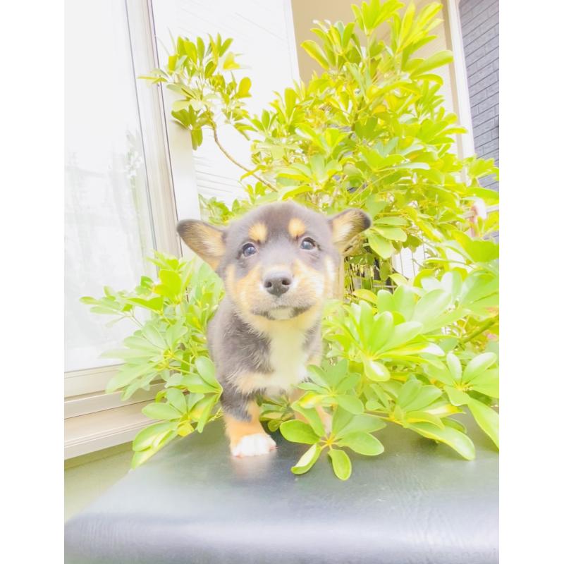 販売中の千葉県のミックス犬-440897の2枚目