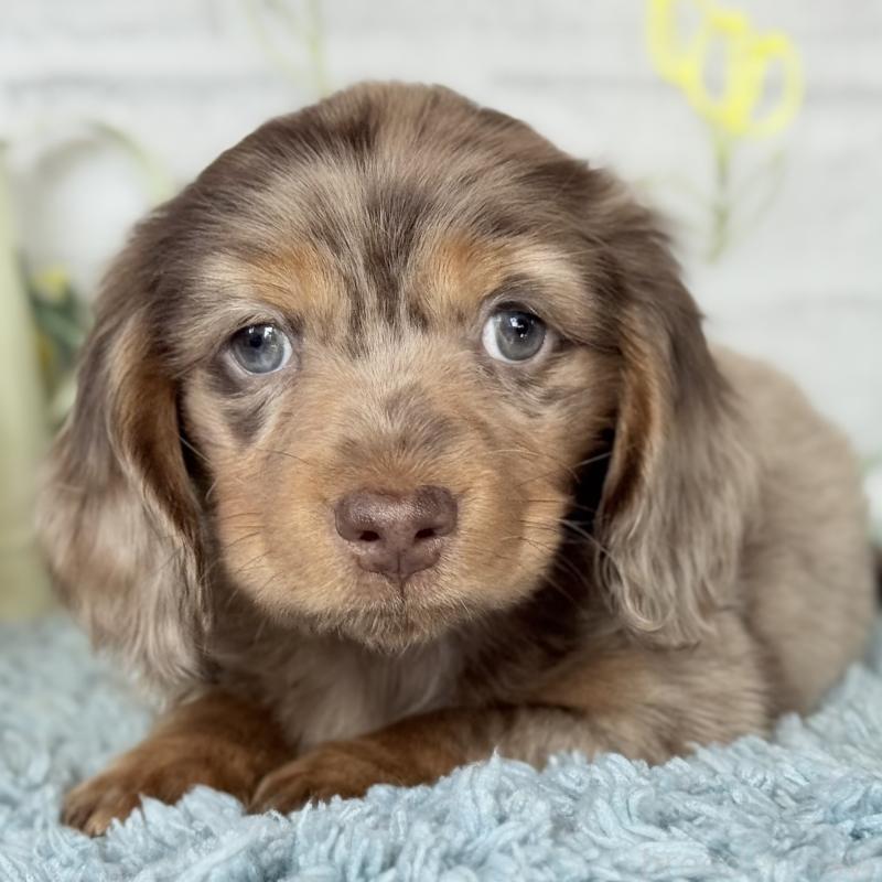 販売中の埼玉県のミニチュアダックスフンド(ロングヘアード)-439243の9枚目