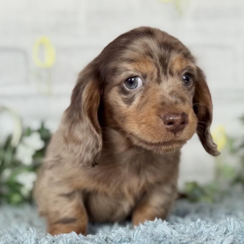 販売中の埼玉県のミニチュアダックスフンド(ロングヘアード)-439243の8枚目