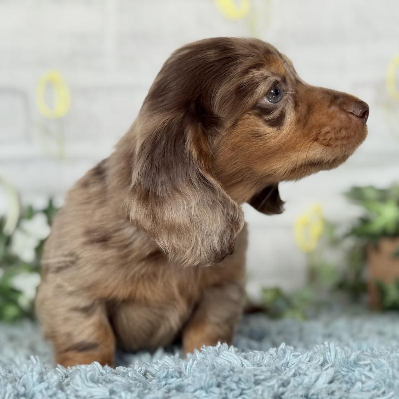 販売中の埼玉県のミニチュアダックスフンド(ロングヘアード)-439243の7枚目