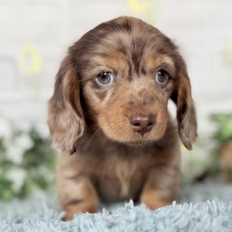 販売中の埼玉県のミニチュアダックスフンド(ロングヘアード)-439243の6枚目