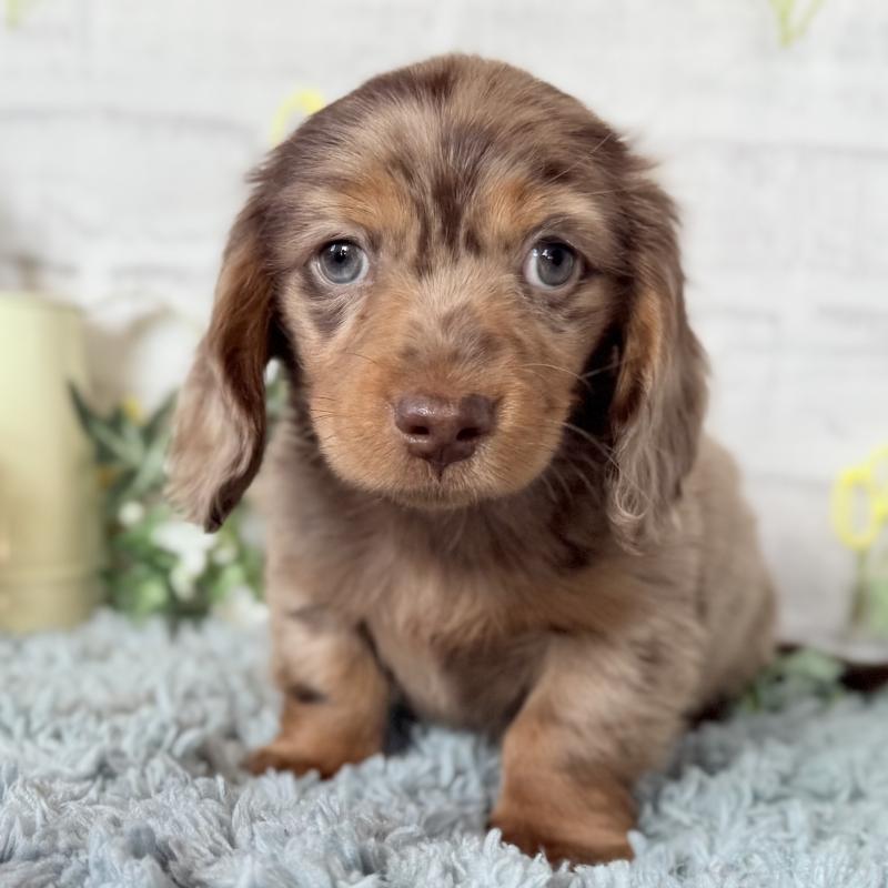 販売中の埼玉県のミニチュアダックスフンド(ロングヘアード)-439243の5枚目