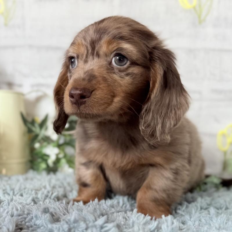 販売中の埼玉県のミニチュアダックスフンド(ロングヘアード)-439243の4枚目