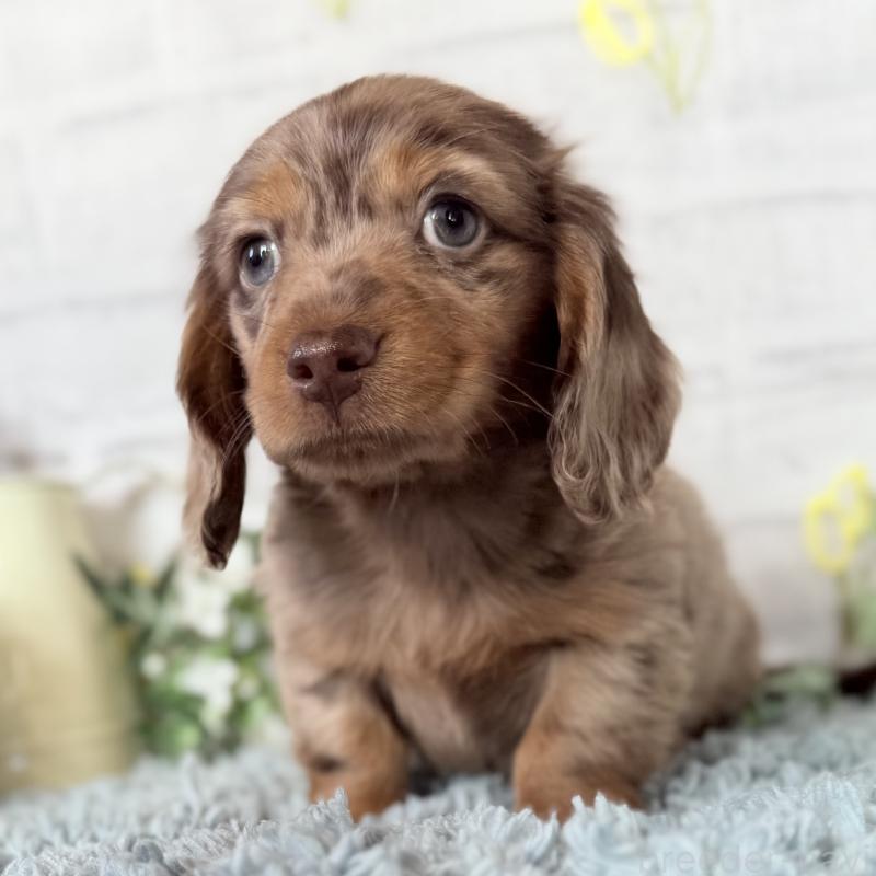 販売中の埼玉県のミニチュアダックスフンド(ロングヘアード)-439243の3枚目