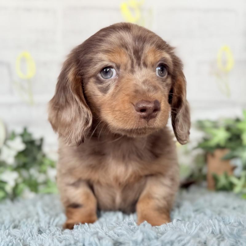 販売中の埼玉県のミニチュアダックスフンド(ロングヘアード)-439243