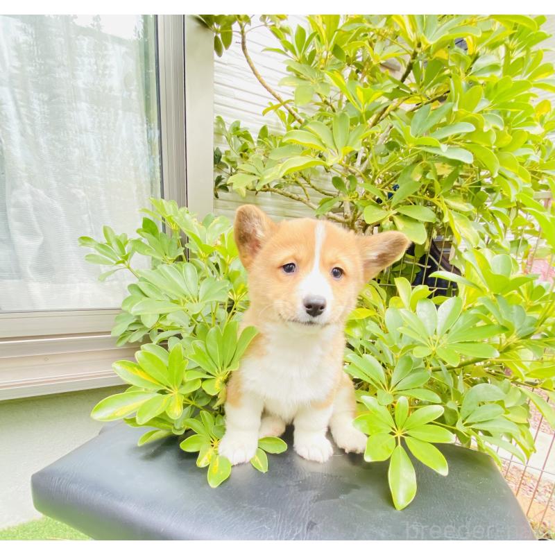 販売中の千葉県のミックス犬-440898の1枚目