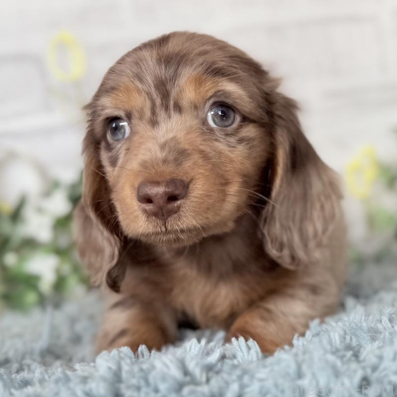 販売中の埼玉県のミニチュアダックスフンド(ロングヘアード)-439243の2枚目