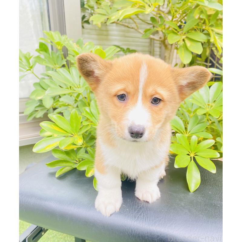 販売中の千葉県のミックス犬-440898の6枚目