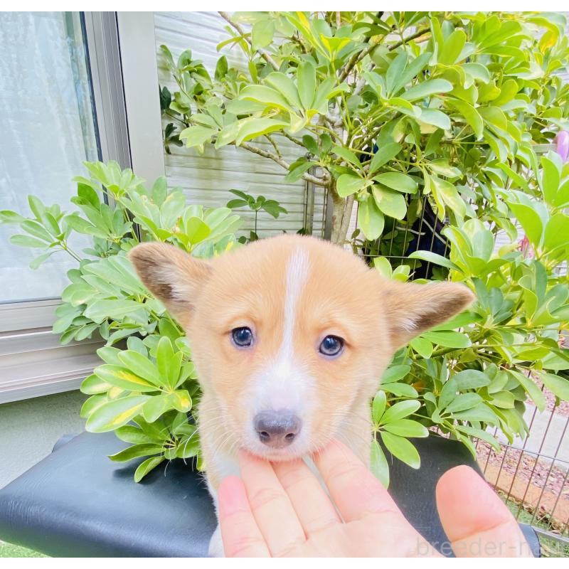 販売中の千葉県のミックス犬-440898の5枚目