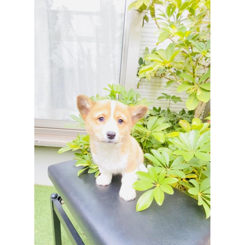 販売中の千葉県のミックス犬-440898の4枚目