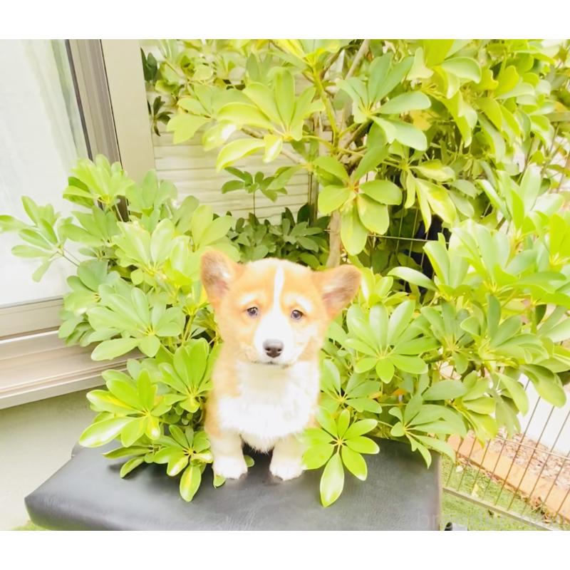 販売中の千葉県のミックス犬-440898の3枚目