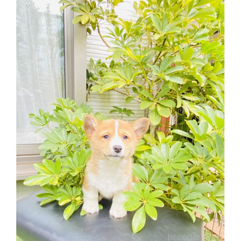 販売中の千葉県のミックス犬-440898の2枚目