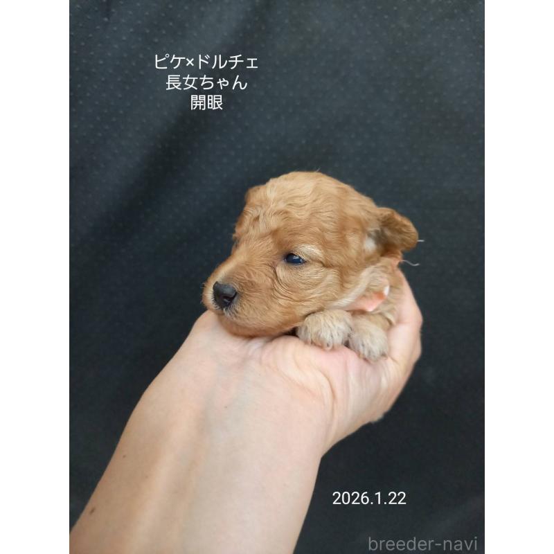 販売中の大阪府のタイニープードル-437620の5枚目