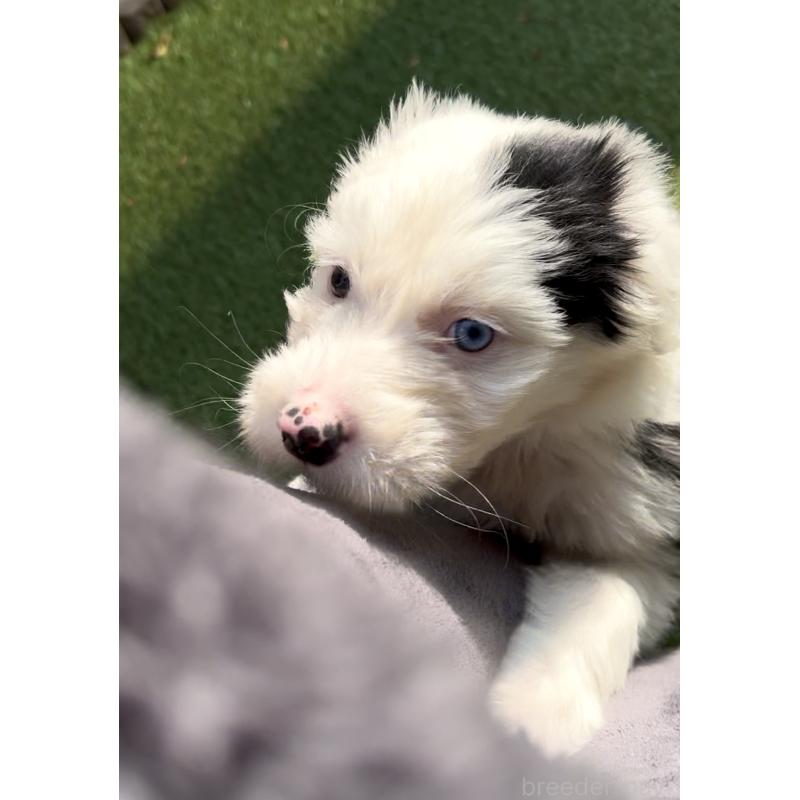 商談中の奈良県のオールドイングリッシュシープドッグ-439045の4枚目