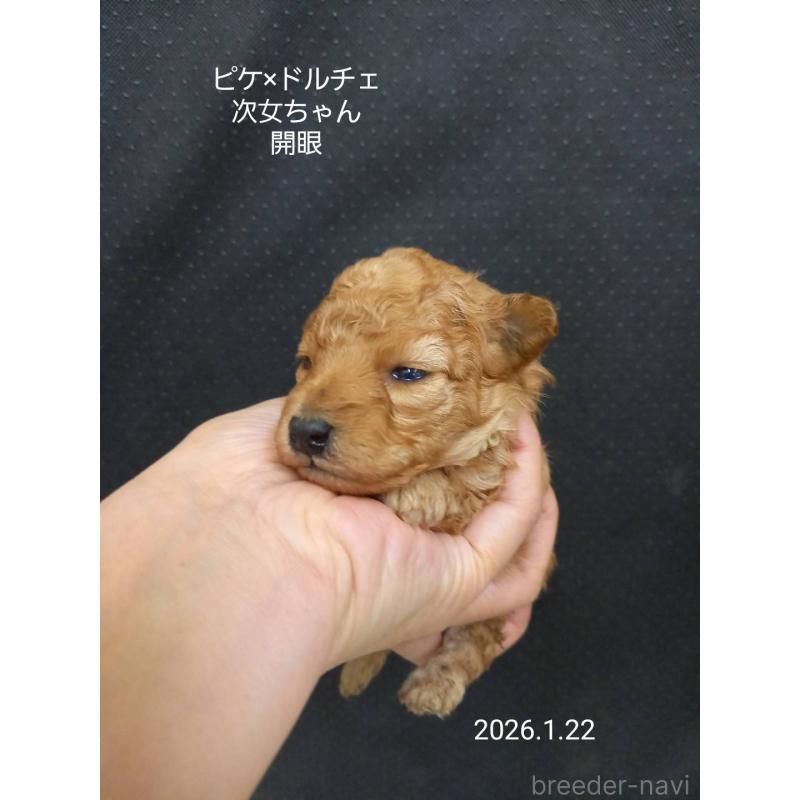 販売中の大阪府のタイニープードル-437623の5枚目