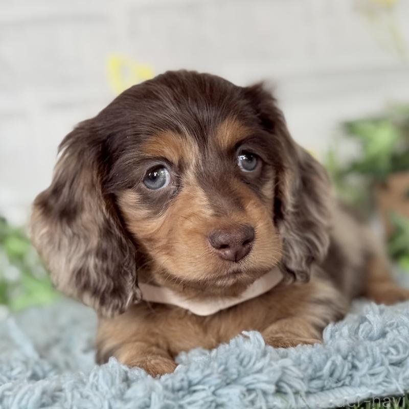 販売中の埼玉県のミニチュアダックスフンド(ロングヘアード)-440901の10枚目